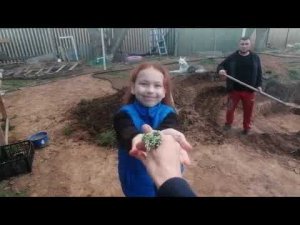 Застелили пруд пленкой//Пикирую дихондру
