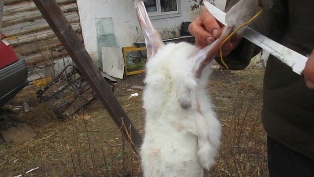 Как освежевать,разделать кролика. смотреть онлайн