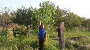 Сидераты. Сорго веничное - перспективное или как