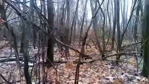 Загонная охота на лося и кабана Саратовской области. 28.10.23.