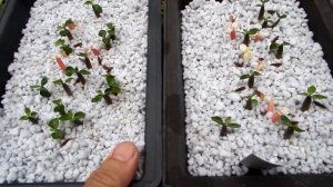 Adenium difference between variegated and albino