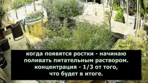 Укроп на гидропонике.
