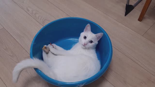 Кот играет в кототазике 😺