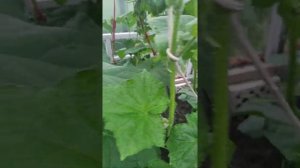 Сорт огурцов Артист / Сладкие огурцы с нежной кожурой