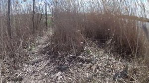 Кубань. Ейск - Ейский лиман - развязка с нерестом рыбы.  Ты должен это увидеть. Это пипец!!!