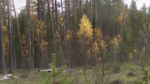Прогулка по осеннему лесу