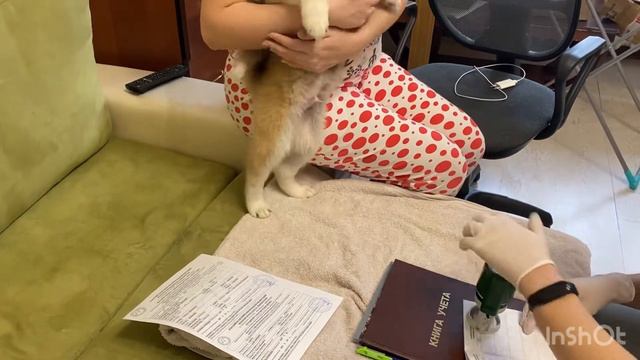 Акита-Щенята 60 дней со дня рождения: очередная вакцинация на иммунитет. смотреть онлайн