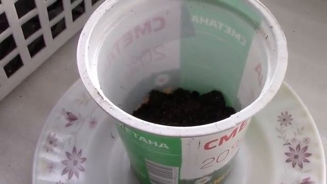 Рассада Перцев, Пикировать или нет Заглублять или нельзя это делать Мнение Размышляем смотреть онлайн