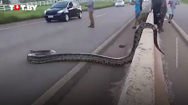 Водители помогли огромной анаконде переползти дорогу в Бразилии смотреть онлайн