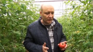 Трещины на помидорах. Почему трескаются помидоры при созревании.