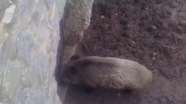 связисты в зопарке