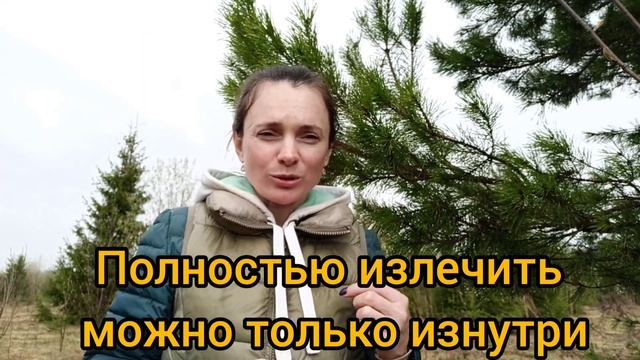 Хвойные деревья и их польза для здоровья.