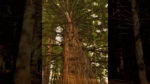 Sequoia - California Redwood Forests - Rotorua New Zealand