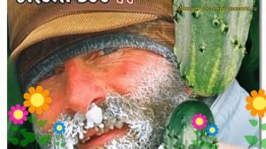 Огурец партенокарпический Петербургский экспресс F1. Обзор cucumis sativus Peterburgskij ekspress F