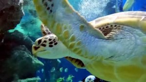 Дайвинг в Москвариуме на ВДНХ, 03.11.2022