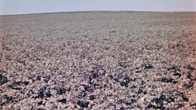 Картофельная коровка, 1967 смотреть онлайн