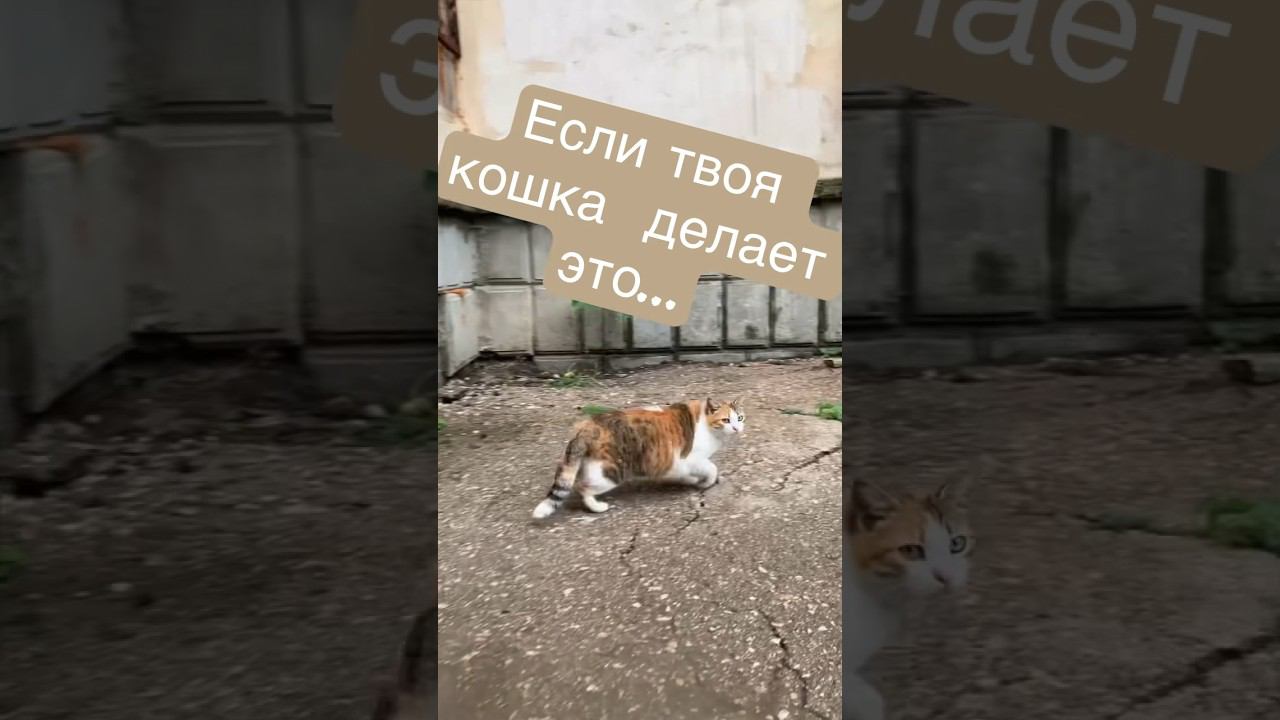 СКОРЕЕ ПОСМОТРИ ВИДЕО, ПОДЕЛИСЬ С ДРУГОМ