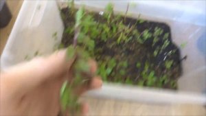 Людвигия - аквариумное растение) Опять все пошло не так!))) Из аквариумиста в садоводы...