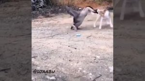 Бой гуся и собаки