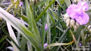 Традесканция садовая. Разноцветная. Июль 2017.