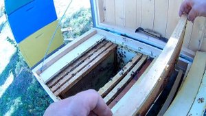 УЛЕЙ ЛЕЖАК , Как правильно сократить пчел на зиму Пчеловодство