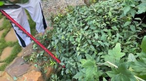 Стрижка СПИРЕИ ЯПОНСКОЙ. Как я это делаю в августе