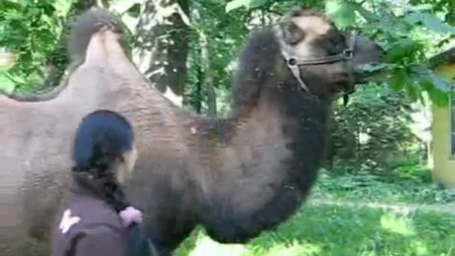 Верблюды любят лапухи