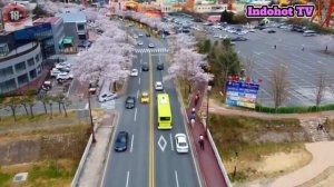 BERCOCOK TANAM DENGAN IBU TIRI YANG BOHAY