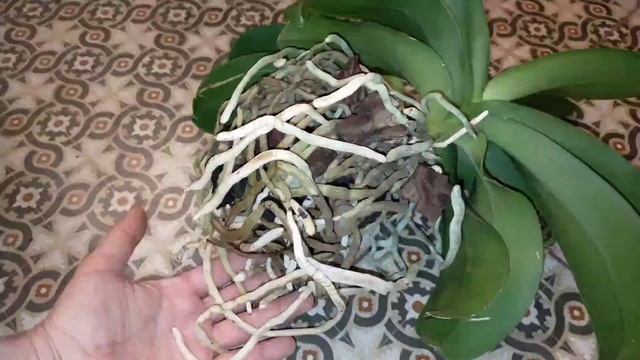 Орхидейный каскад, шикарное цветение фаленопсиса из парной посадки