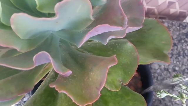 Regar ou borrifar?Saiba a diferença. смотреть онлайн