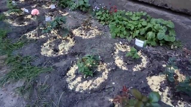 Розы. Уход. Горчица Как Удобрение и Средство от Вредителей!!! смотреть онлайн