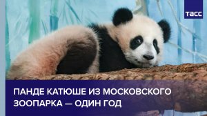 Панде Катюше из Московского зоопарка — один год