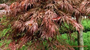 Клен обыкновенный Гарнет (acer palmatum garnet) ? клен Гарнет обзор: как сажать саженцы клена Гарне