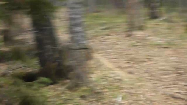рябчик токует