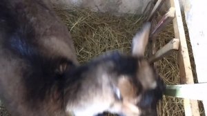 Коза перед окотом  Наблюдаем