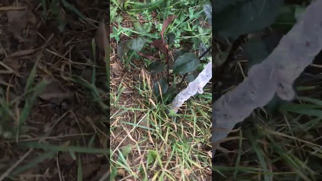 Плодовые деревья 🌴🍂сохнут 🥺 смотреть онлайн