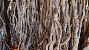 Гавайи | Шагающее дерево | Banyan