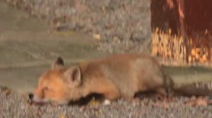 Sleepy Fox Kit