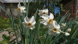 476 23.04.2024 252-й ВидеоРяд Нарциссы + свободная музыка