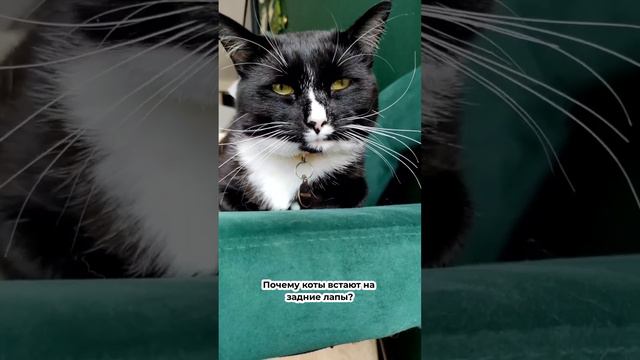 Почему коты встают на задние лапы? смотреть онлайн