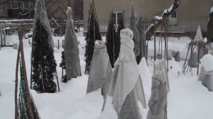 Хвойные в Пензе - 17 января 2022 года. Часть 2