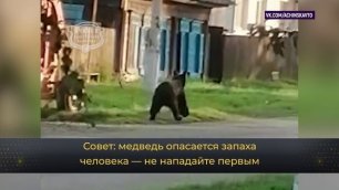 Спасатели- если в лесу встретил медведя