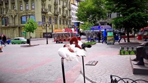 Одесса, май, Дерибасовская / Odessa, May, Deribasovskaya street