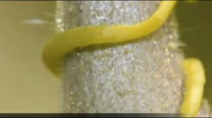 САМЫЕ ИНТЕРЕСНЫЕ ФАКТЫ О РАСТЕНИЯХ. ЧТО ТАКОЕ БОТАНИКА