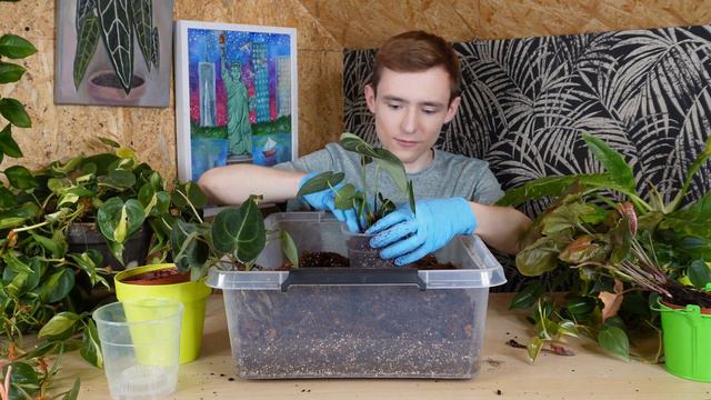 Przesadzam rośliny i przesadziłem z gadaniem | Anthurium i Syngonium | Importy roślin i takie spraw смотреть онлайн