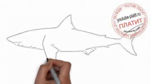 Как нарисовать карандашом белую акулу карандашом