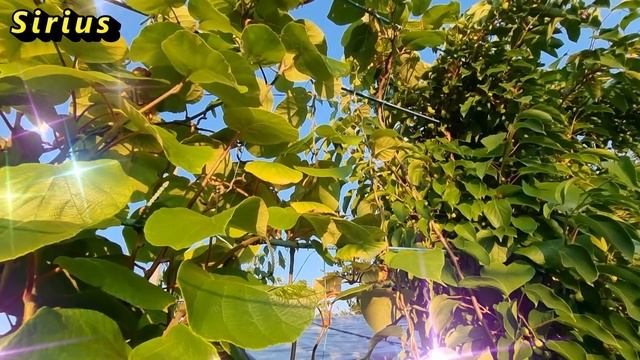 Куриный бог - это то, что вам стоит найти прямо сегодня. смотреть онлайн