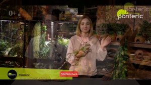 Зоомагазин Экзотики Panteric