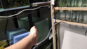 Цикл нерестов в самом разгаре...