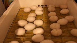 Как правильно выводить гусей и уток в инкубаторе # инкубационный период яйца #гусь #утка